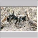 Andrena vaga - Weiden-Sandbiene -14- 01.jpg